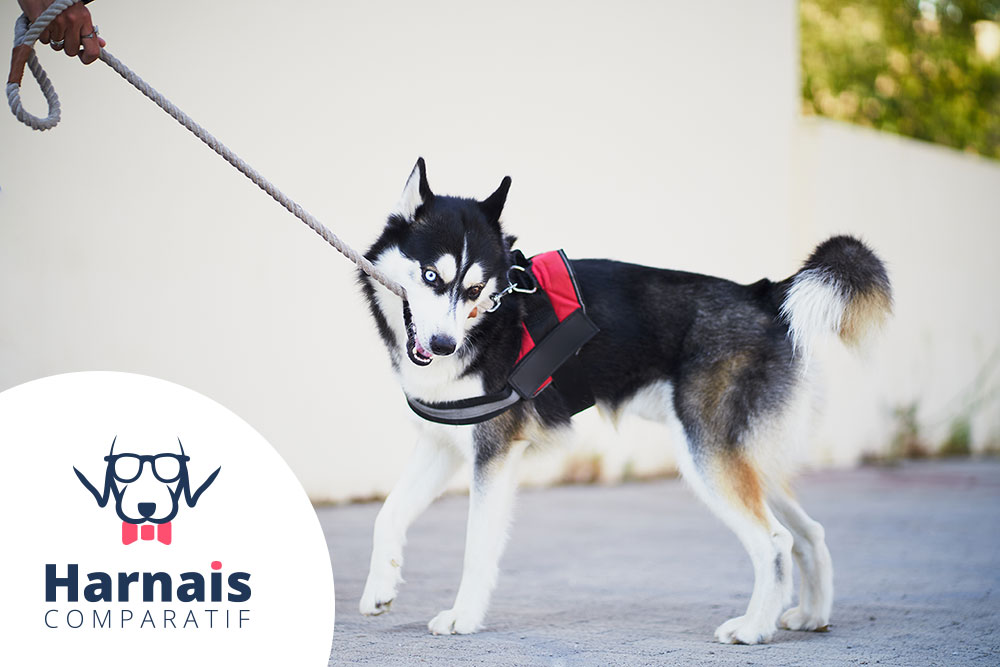Husky sibérien qui tire sa laisse